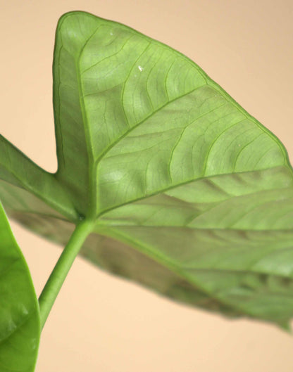 Alocasia Lukiwan