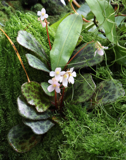 Begonia blancii