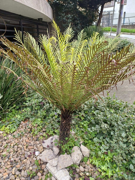 Blechnum gibbum - Dvärgträdormbunke