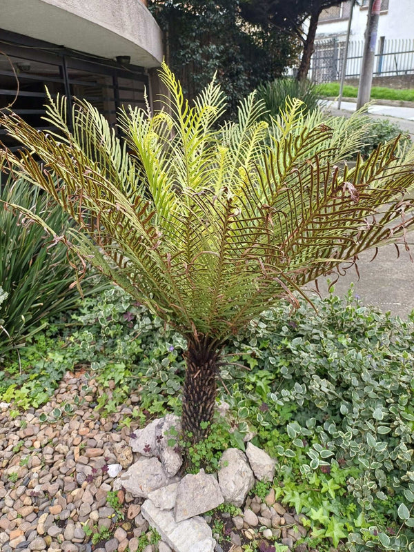Blechnum gibbum - Dvärgträdormbunke