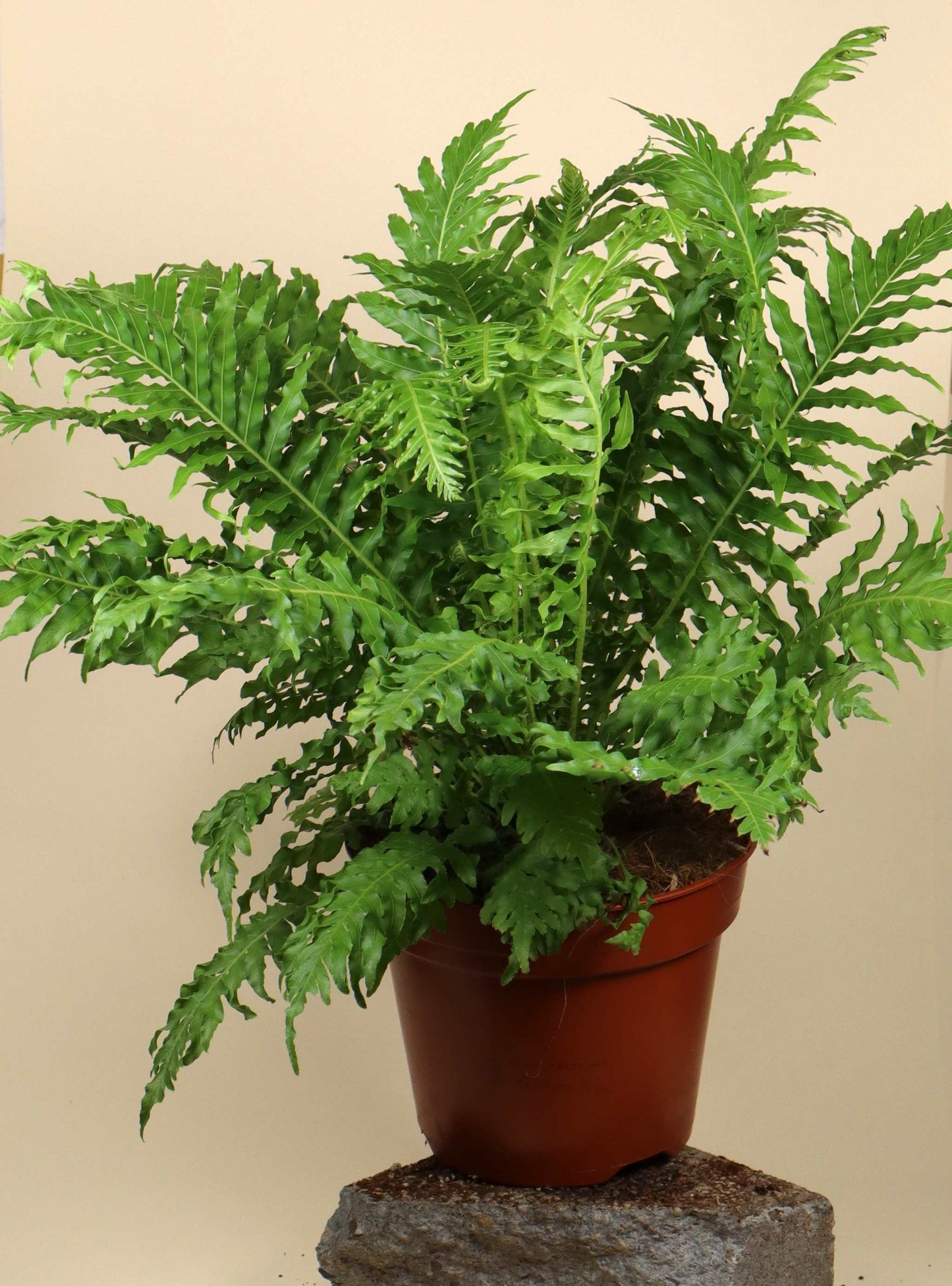 Blechnum Gibbum 'Silver Lady' treefern