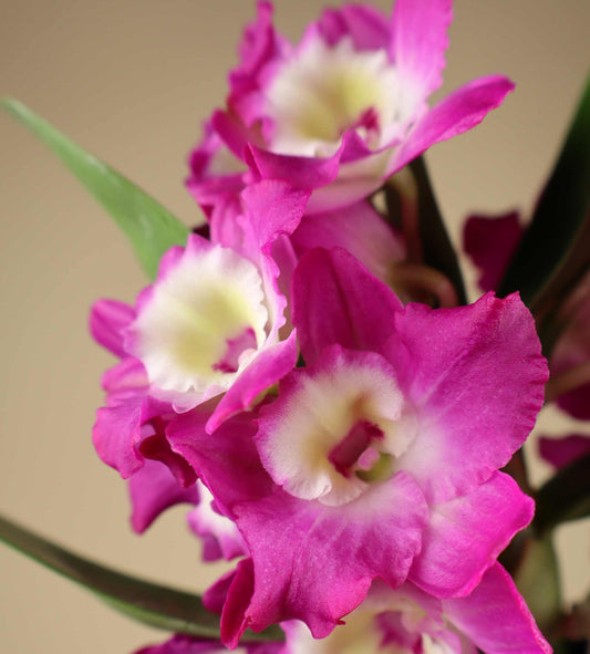 Dendrobium nobile