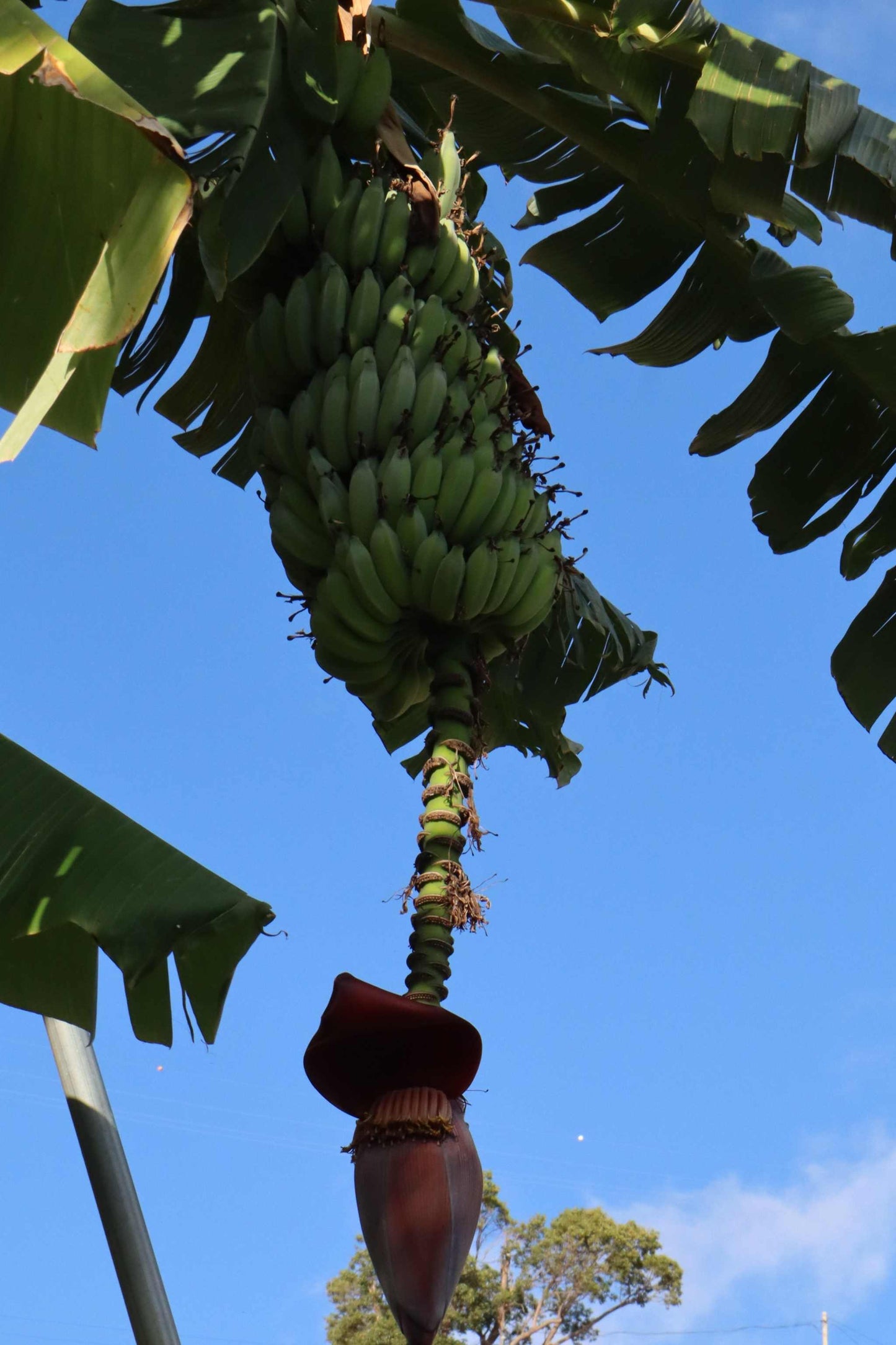 Bananplanta 'Blue Java' Ätbar