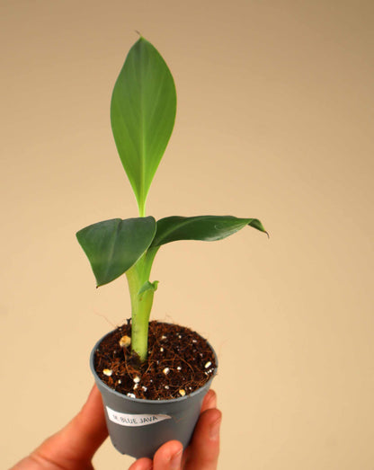 Banana plant 'Blue Java' | Edible