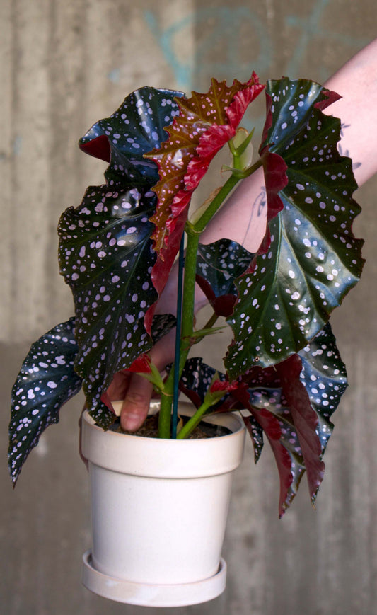 Begonia 'Cracklin' Rosie'