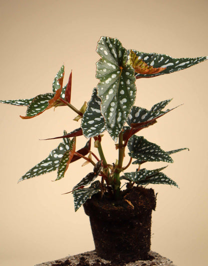 Forellbegonia 'Begonia maculata'