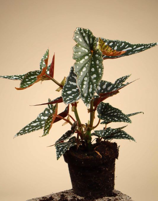 Forellbegonia 'Begonia maculata'