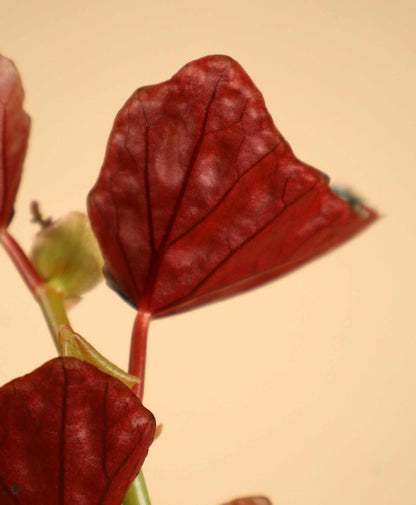 Forellbegonia 'Begonia maculata'