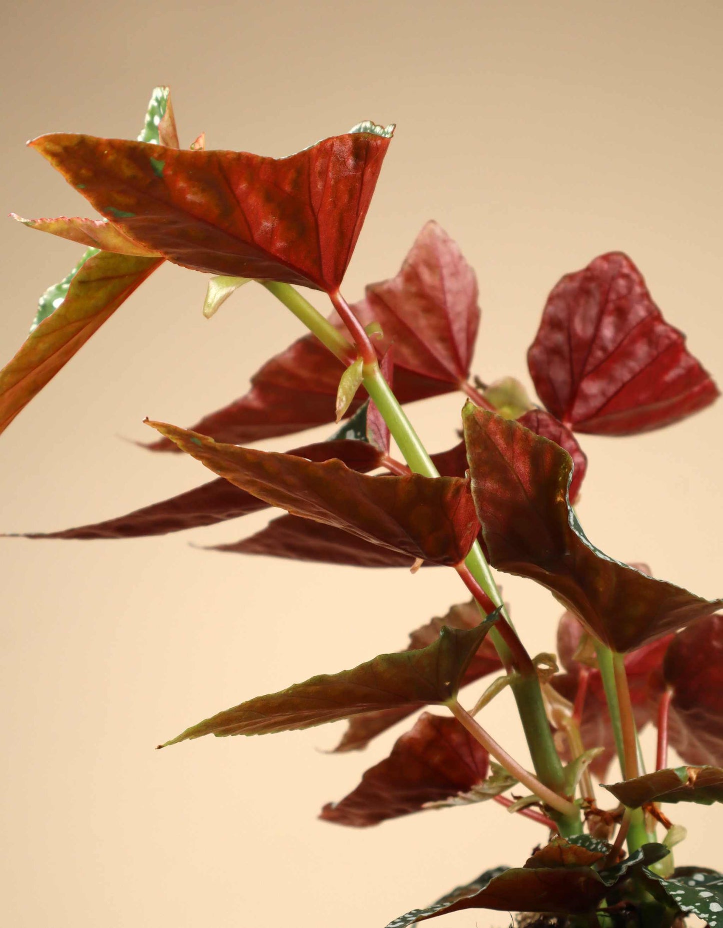 Forellbegonia 'Begonia maculata'