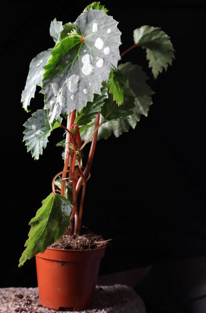 Begonia sp. Mantuk