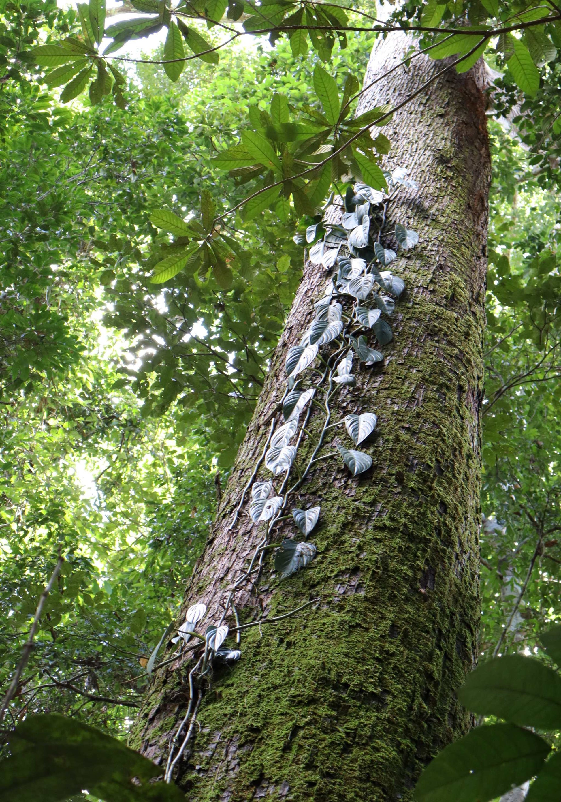 burle marx philodendron around tree Philodendron 'Burle Marx Fantasy'