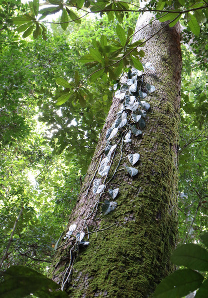 Philodendron 'Burle Marx Fantasy'