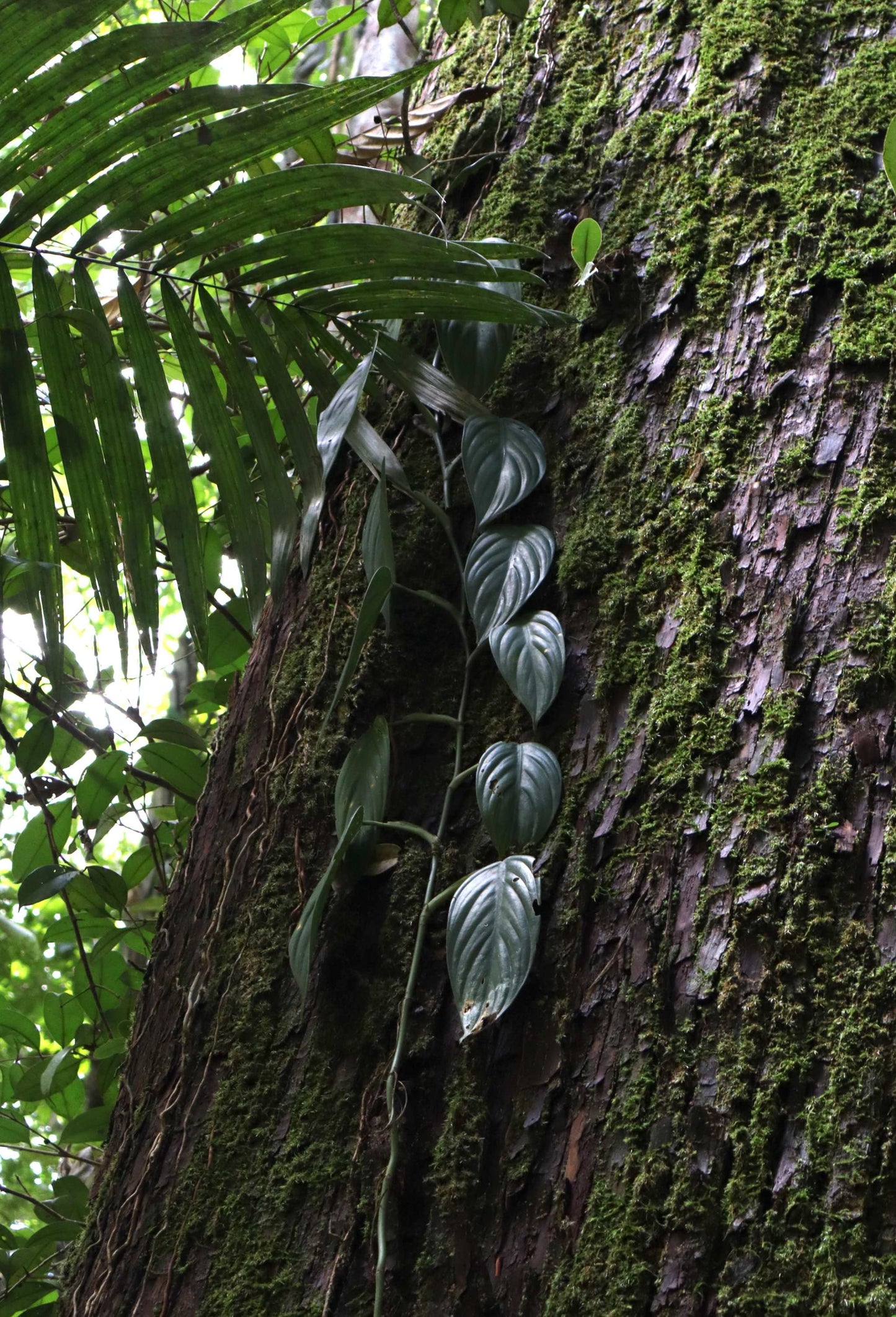 burle marx philodendron around tree Philodendron 'Burle Marx Fantasy'