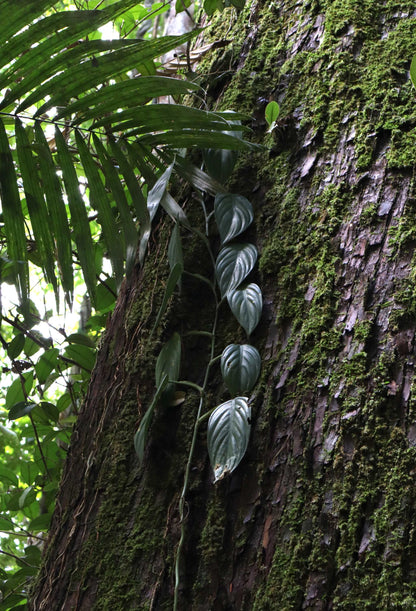 Philodendron 'Burle Marx Fantasy'