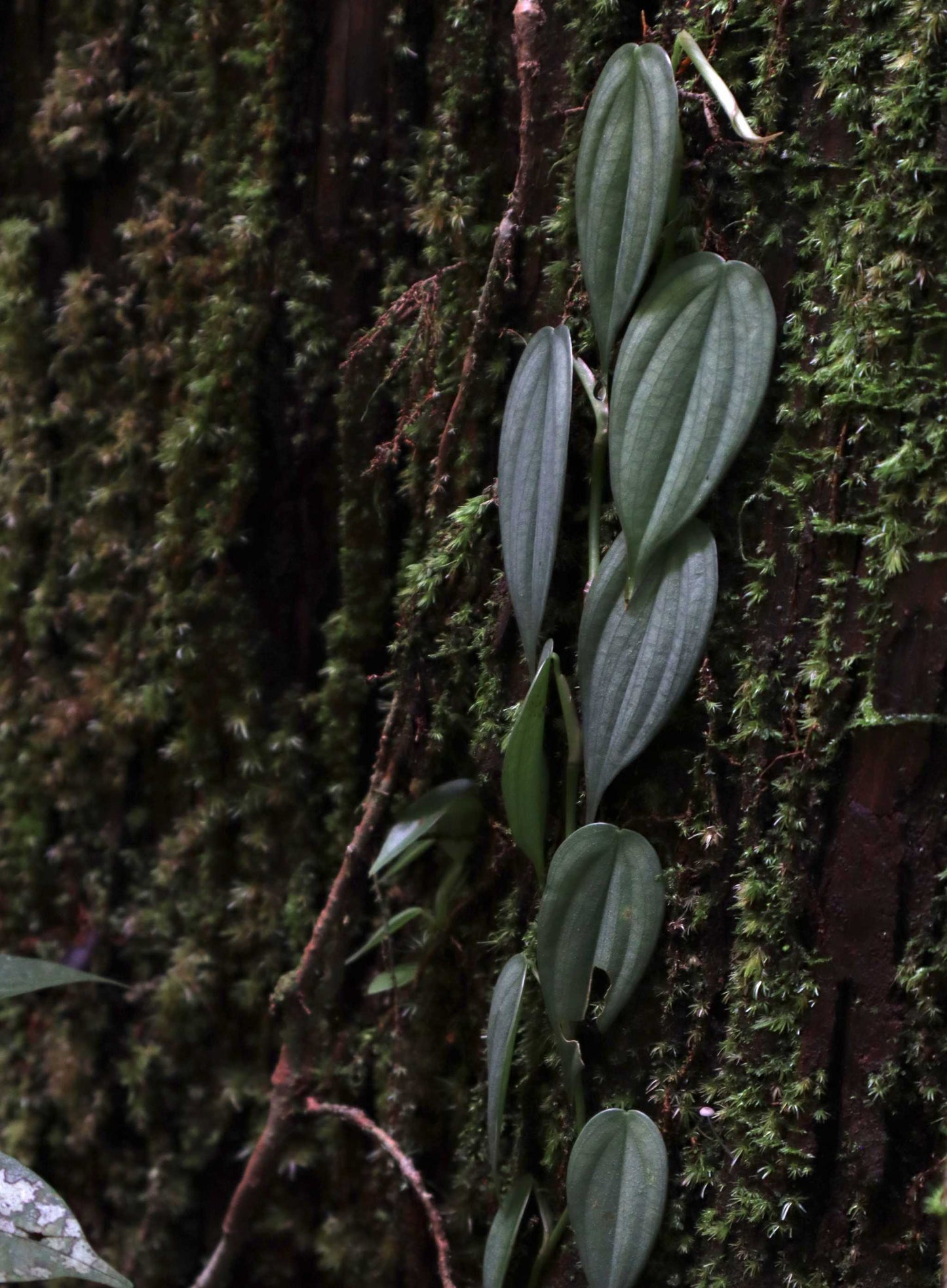 Philodendron 'Burle Marx Fantasy'