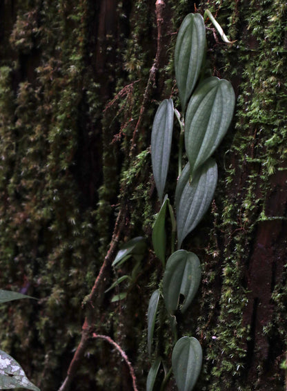Philodendron 'Burle Marx Fantasy'