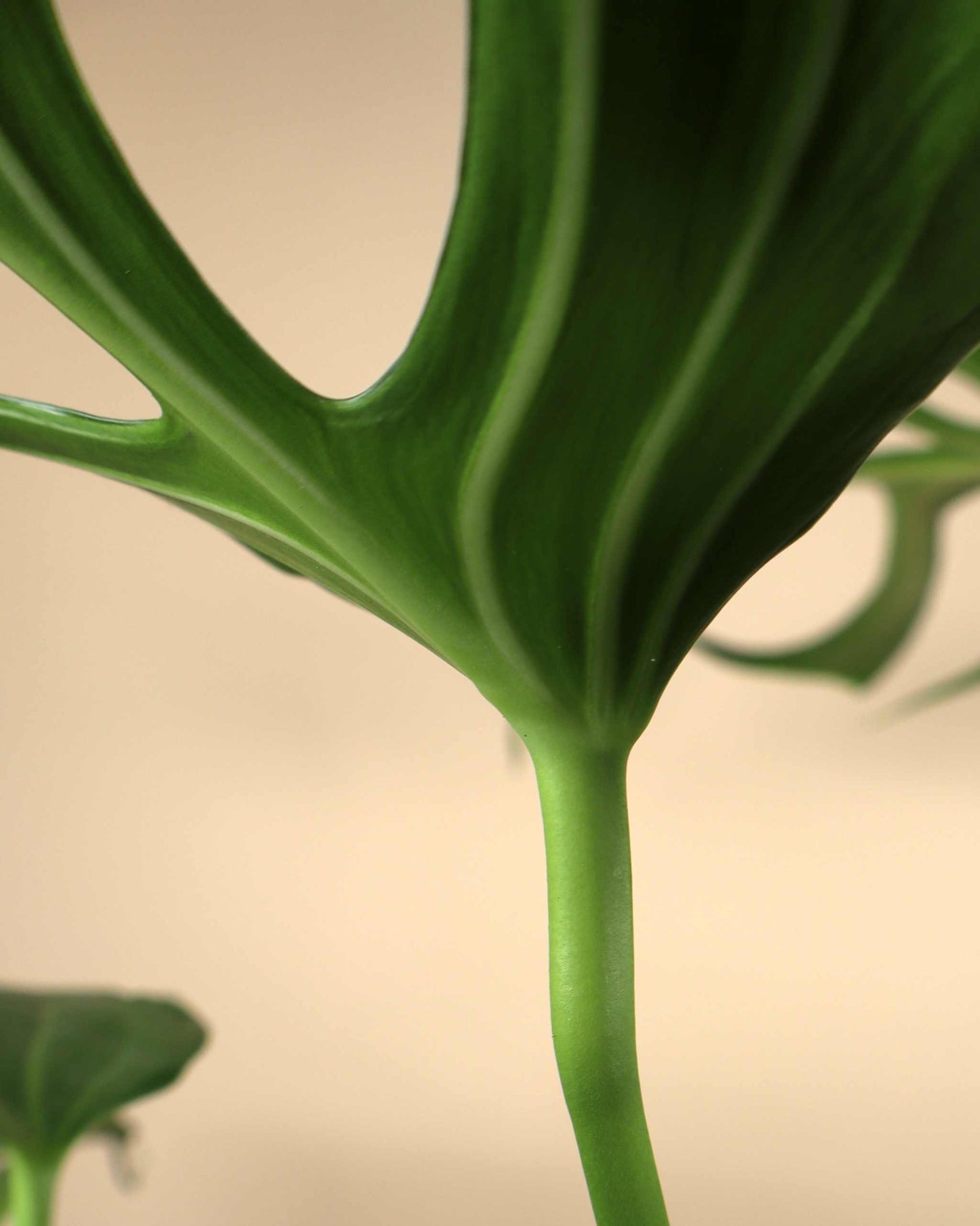 Monstera Burle Marx Flame