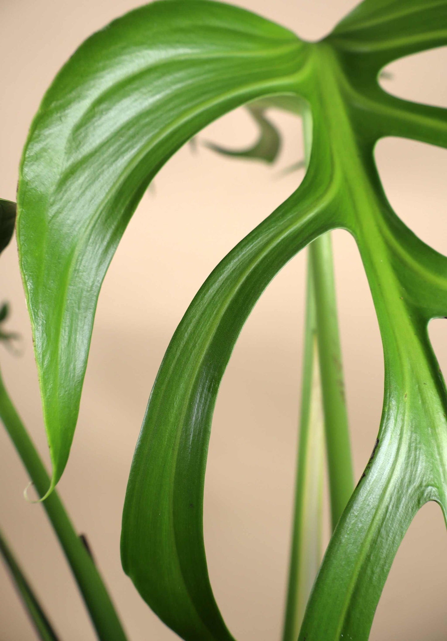 Monstera Burle Marx Flame