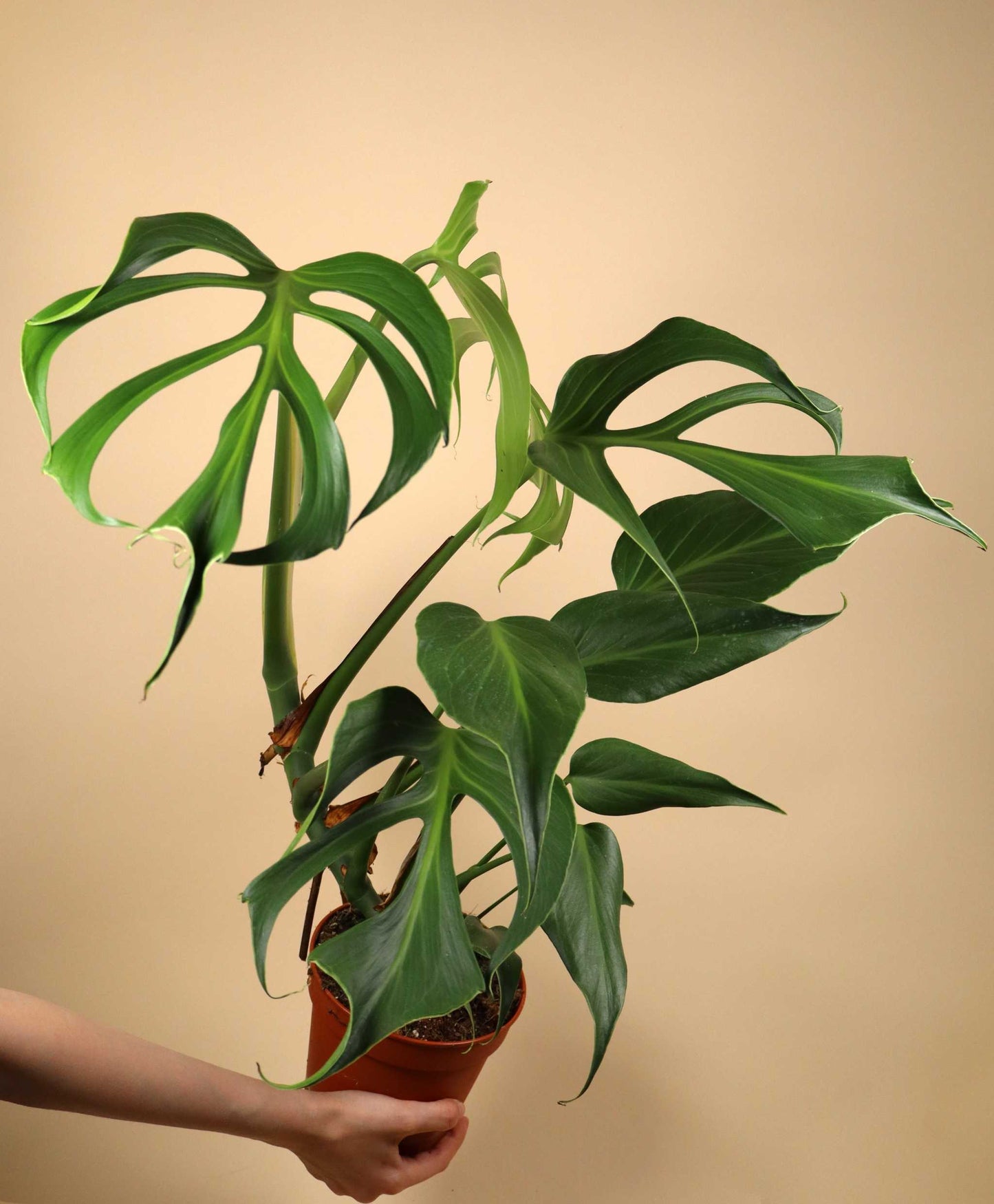 Monstera Burle Marx Flame