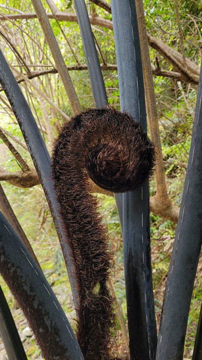 Cyathea medullaris | Svart trädormbunke