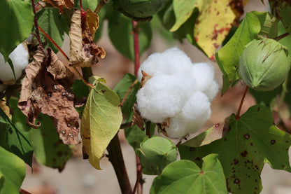 Westindischer Baumwollbaum, 'Gossypium Barbadense' 