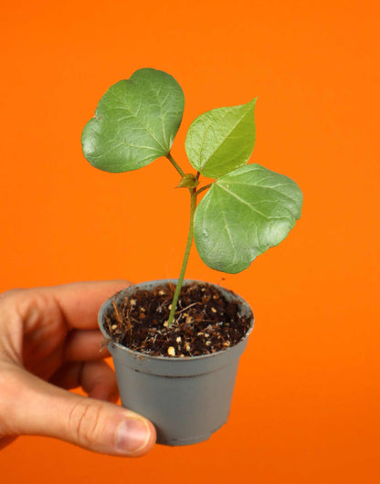 Westindischer Baumwollbaum, 'Gossypium Barbadense' 