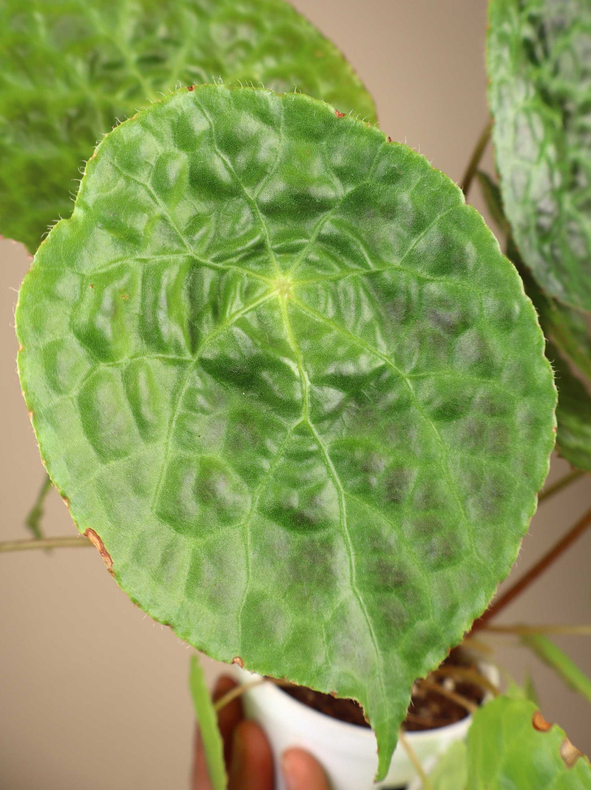 Begonia phuthoensis