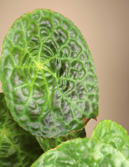 Begonia phuthoensis