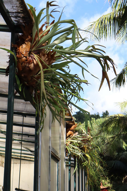 Platycerium bifurcatum | Elchhornfarn