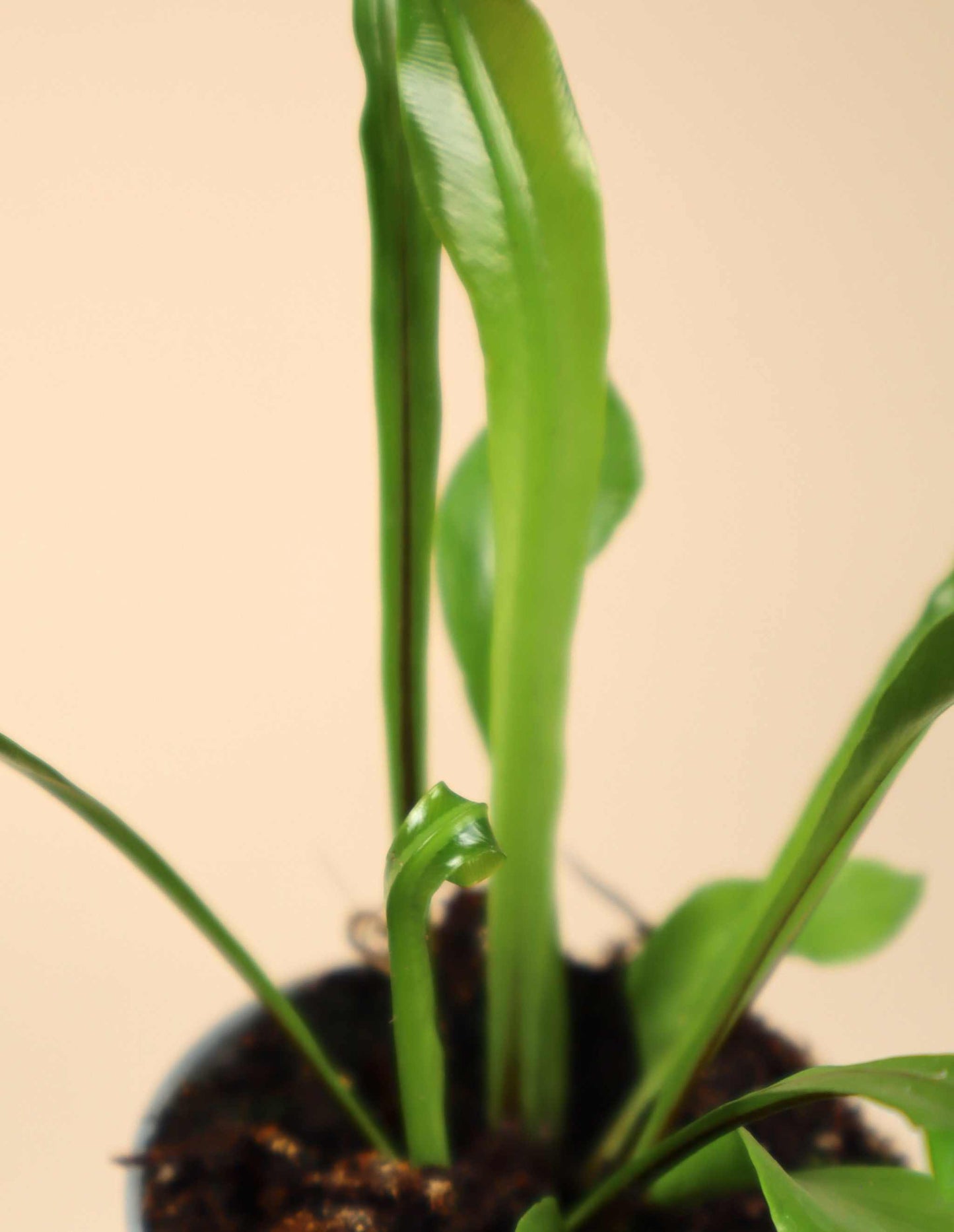 Asplenium nidus | Bird's-foot trefoil