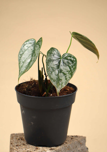 Philodendron brandtianum
