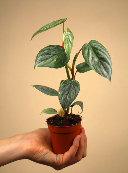 Philodendron brandtianum 