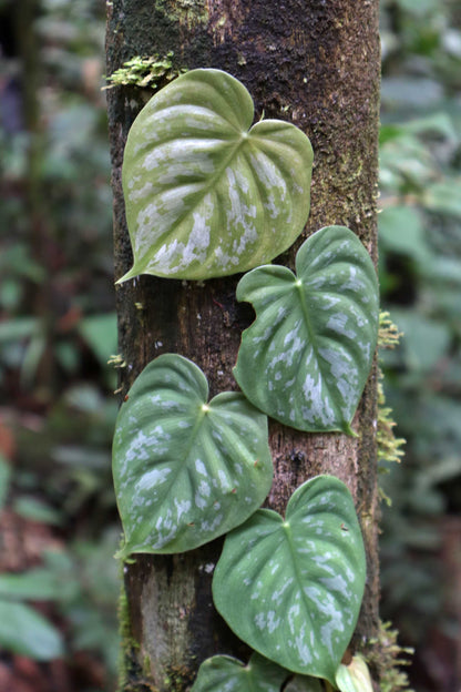 philodendron branditianum Philodendron Branditianum For Sale