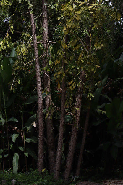 Brasiliopuntia 'Brazilian prickly pear' (edible fruits)