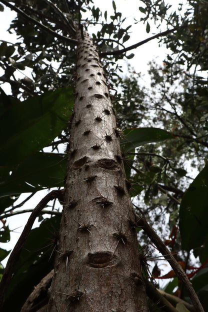 Brasiliopuntia 'Brazilian prickly pear' (edible fruits)