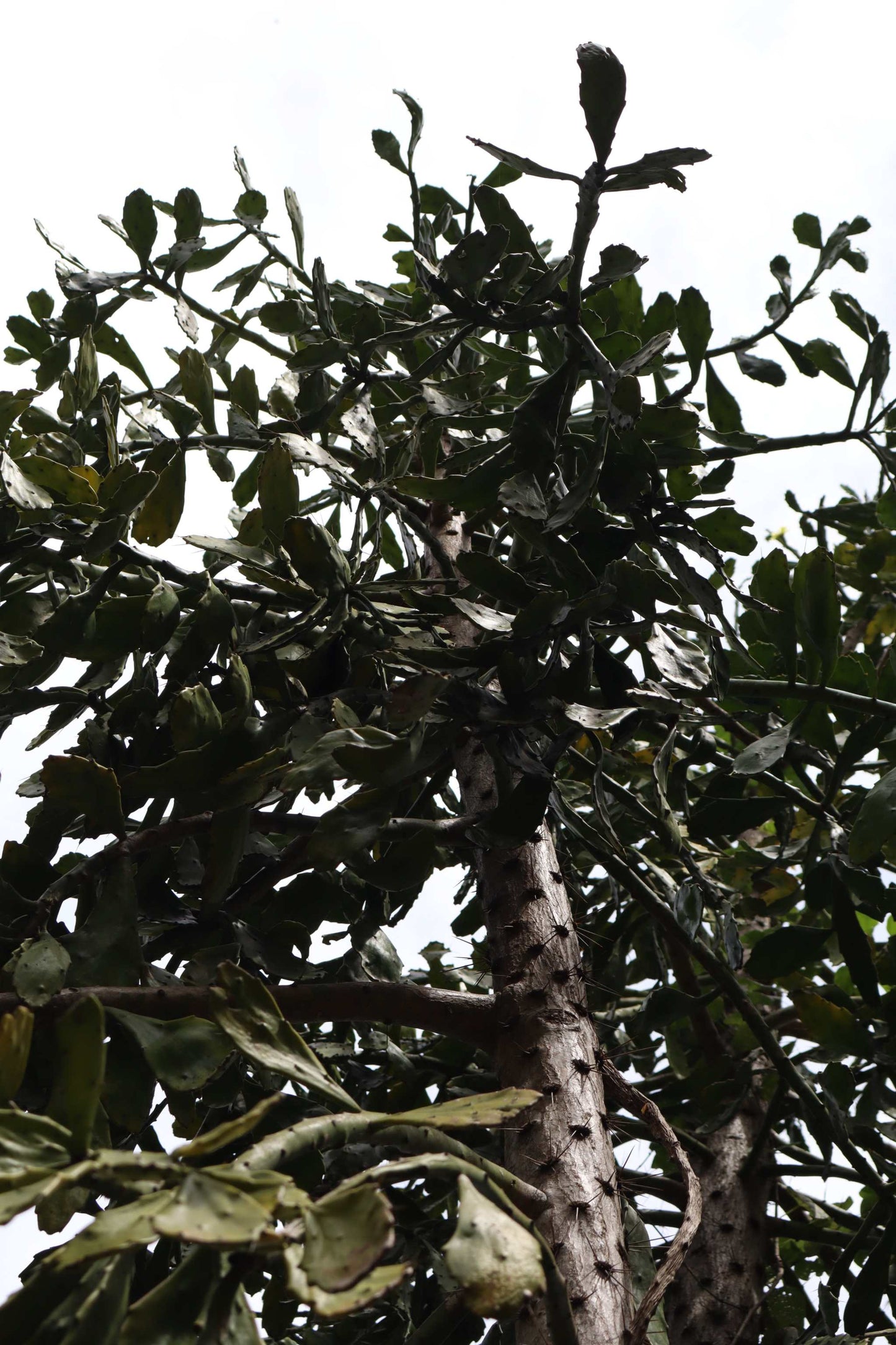 Brasiliopuntia 'Brazilian prickly pear' (edible fruits)