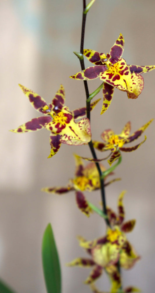 Oncidium Orkidé