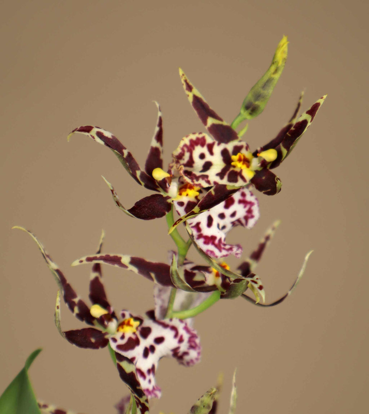 Brassia Orchids