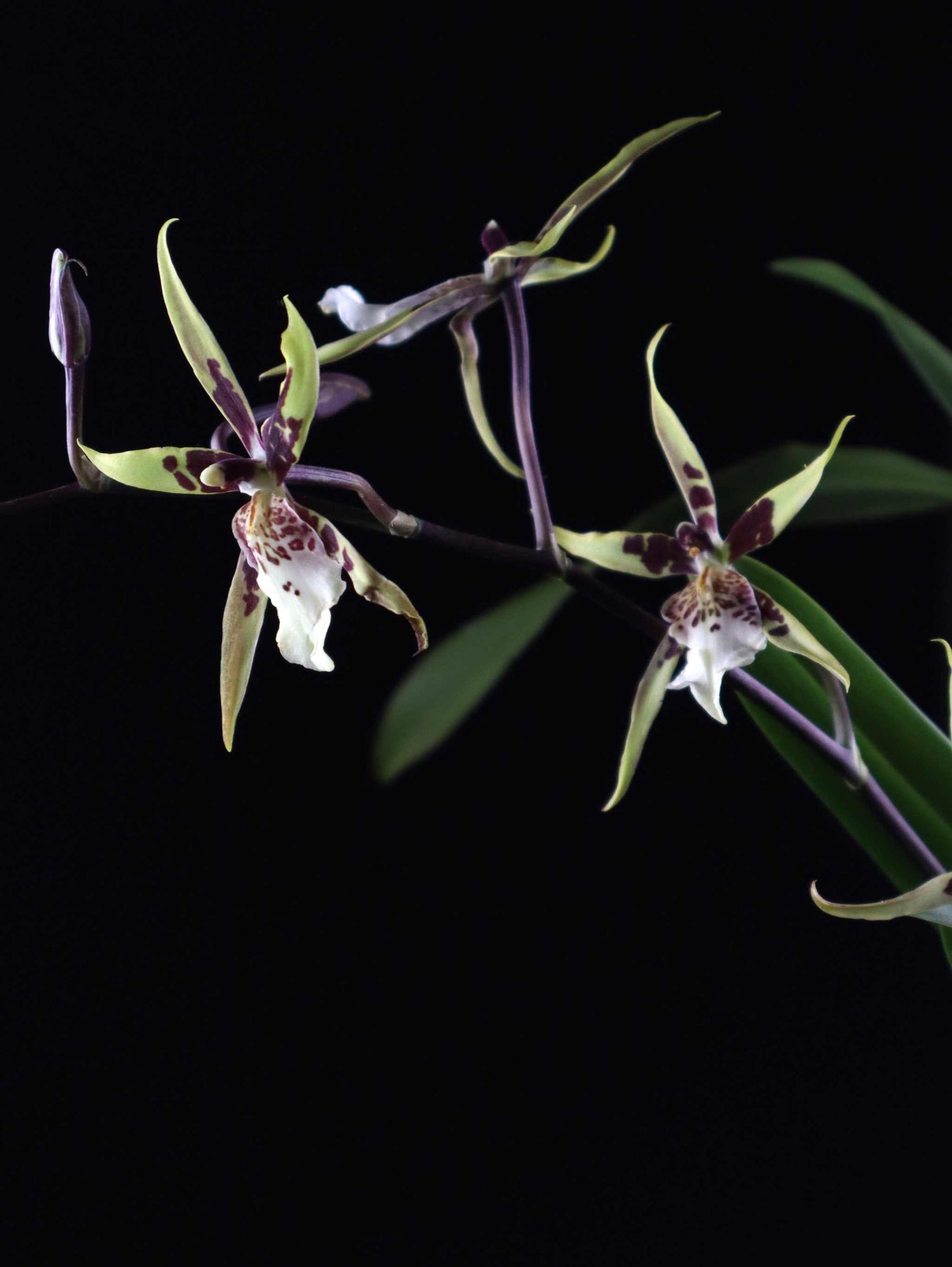 Brassia Orkidé