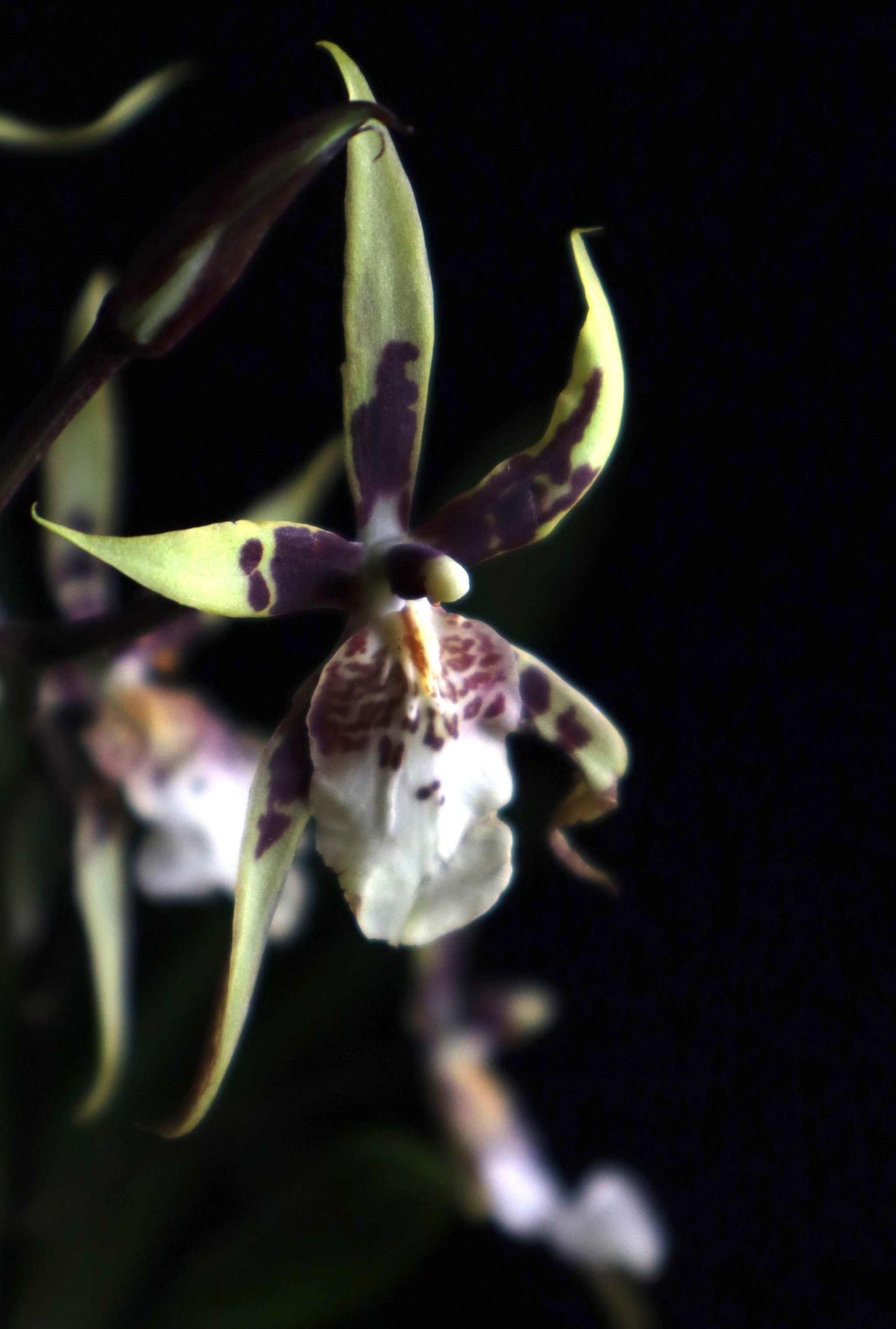 Brassia Orkidé
