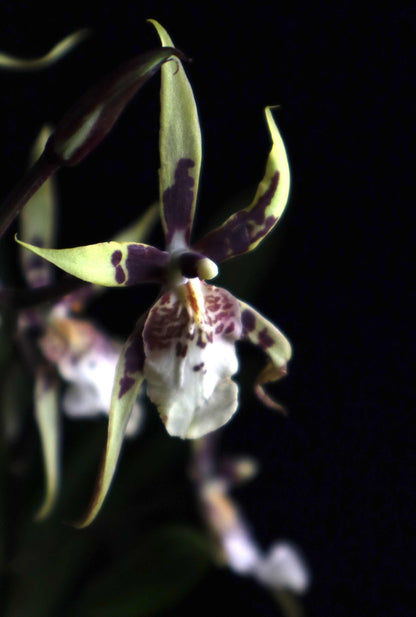 Brassia Orkidé