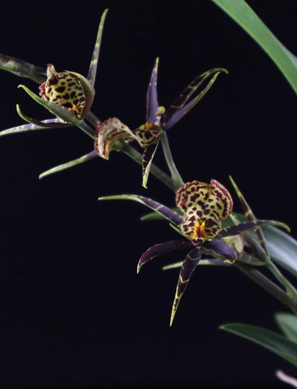 Brassia Orkidé