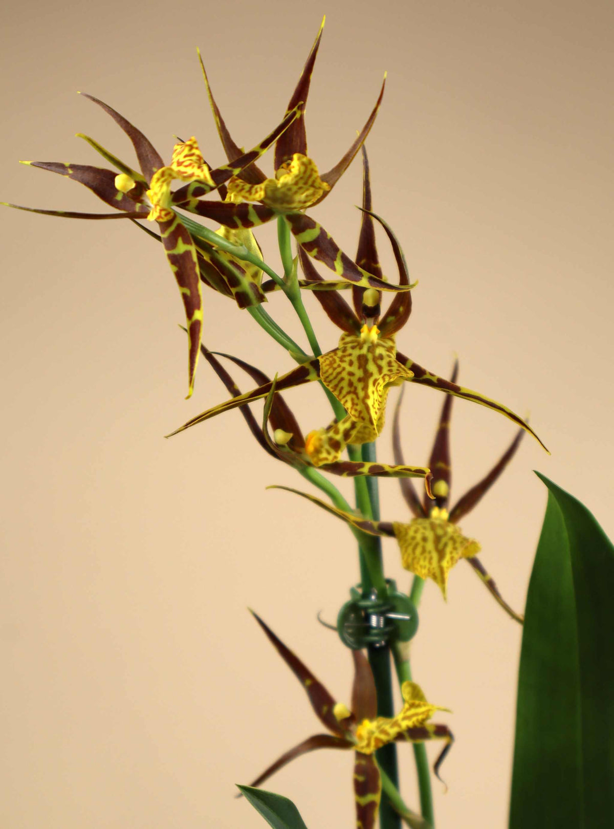 Brassia Orkidéer