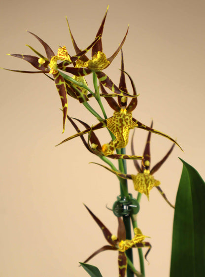 Brassia Orkidéer