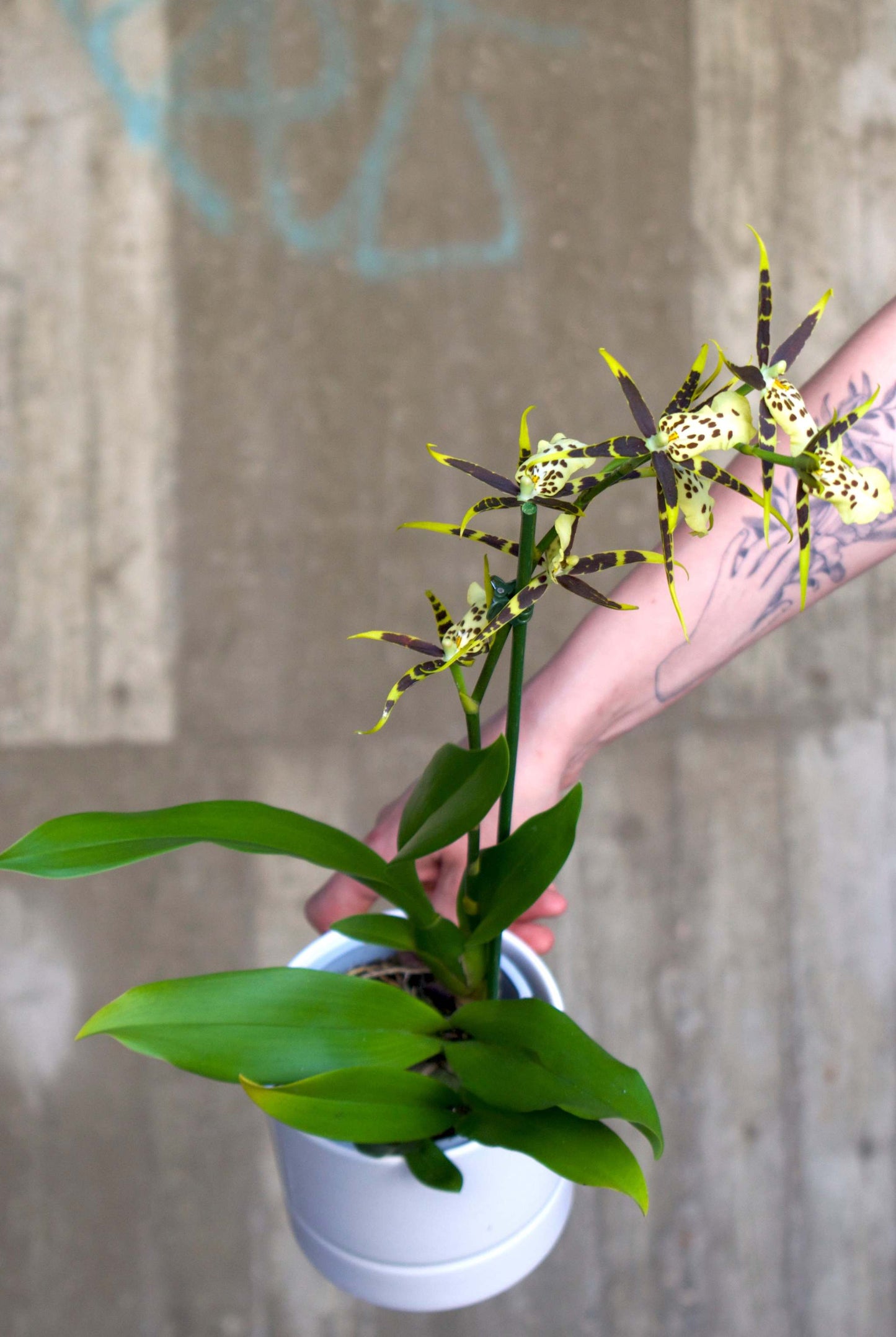 Brassia Orchid