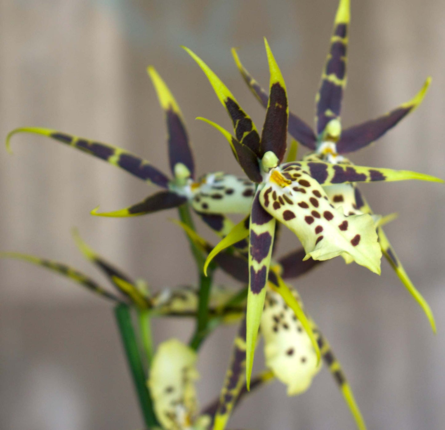 Brassia Orchid
