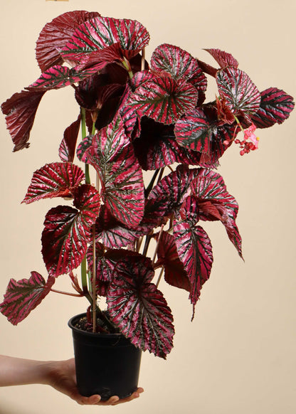 Begonia brevirimosa