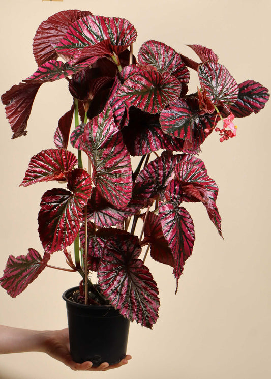 Begonia brevirimosa