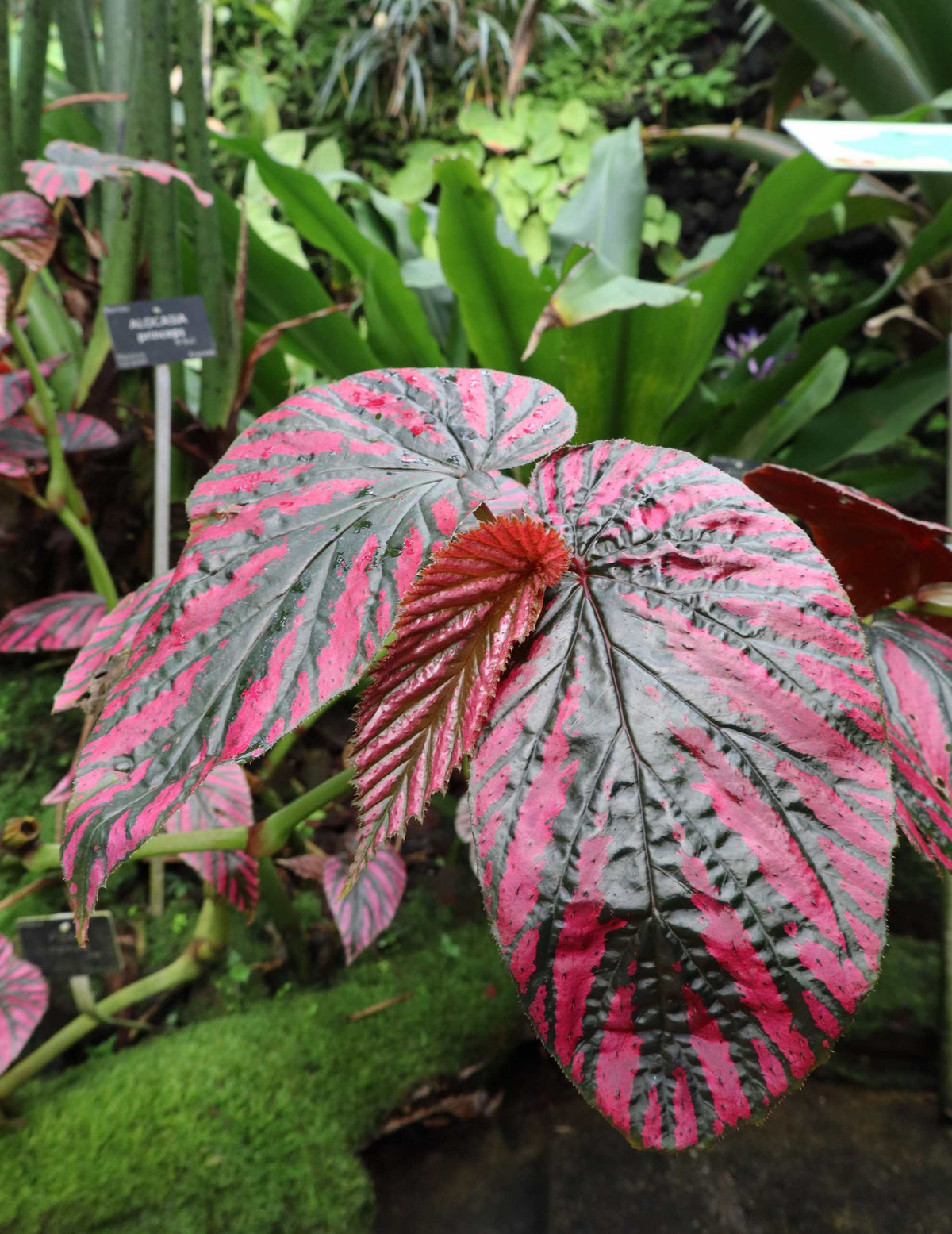 Begonia brevirimosa