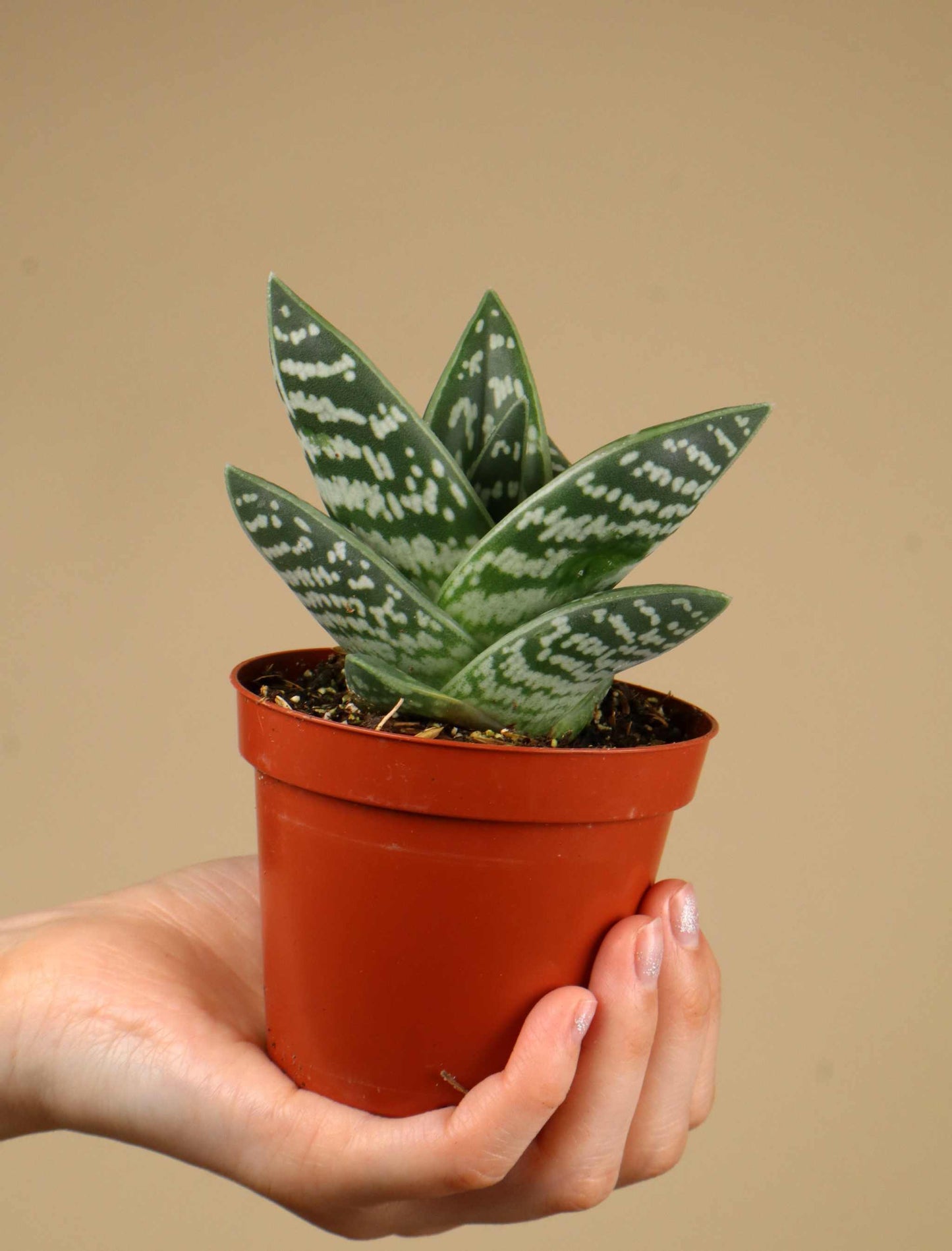 Sebra-aloe | Aloe variegata